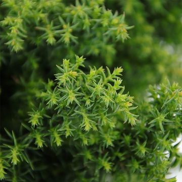 Cryptomeria japonica 'Yokohama'