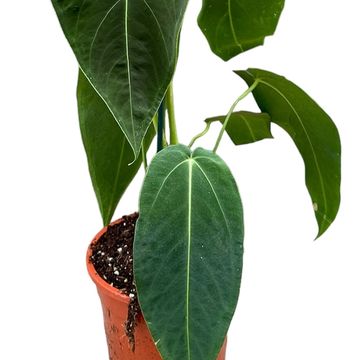 Anthurium warocqueanum x waterburyanum