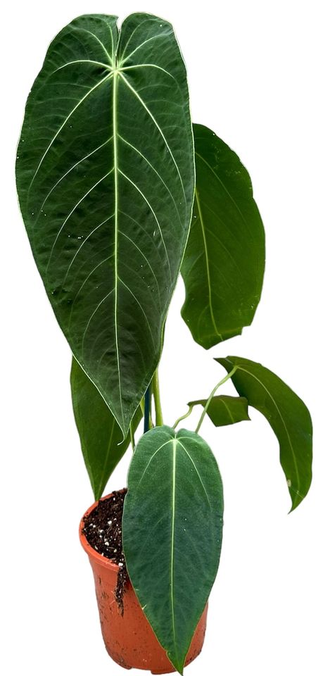 Anthurium warocqueanum x waterburyanum