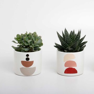 Суккуленты MIX IN POT