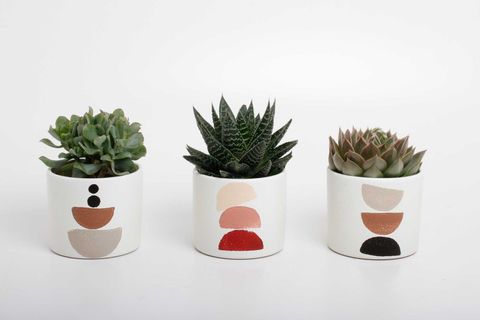 Succulents MIX IN POT