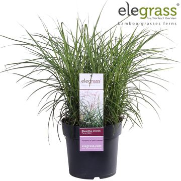 Miscanthus sinensis 'Ferner Osten'