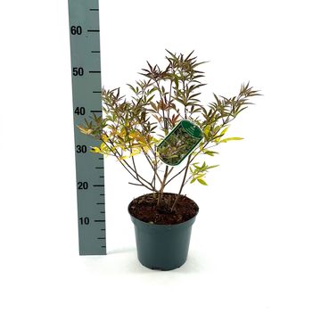 Vitex agnus-castus PINK PINNACLE