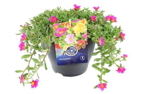 Portulaca SUMMERSTARS ROSE