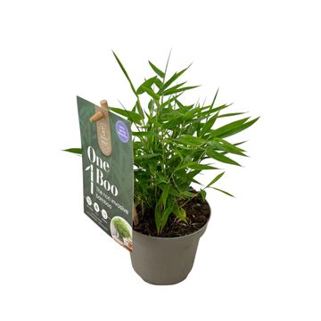 Fargesia nitida 'Gansu'