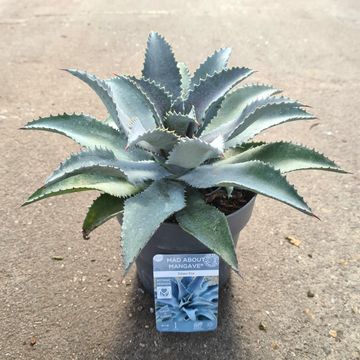 x Mangave 'Silver Fox'