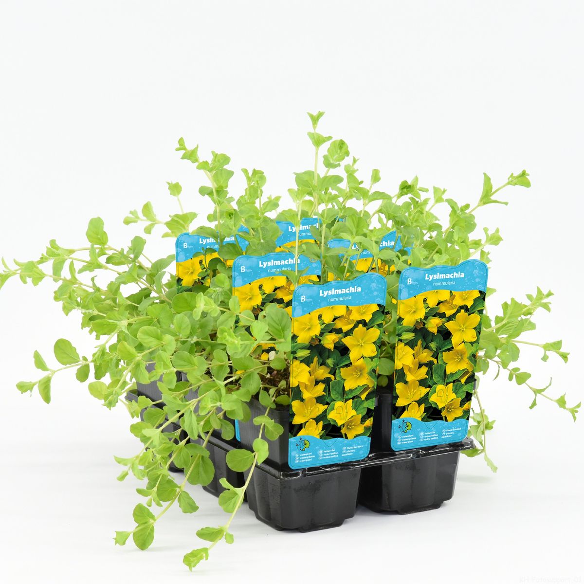 Lysimachia nummularia — Plant Wholesale FlorAccess