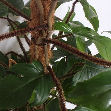 Philodendron squamiferum