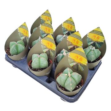 Astrophytum myriostigma nudum f. quadricostatum