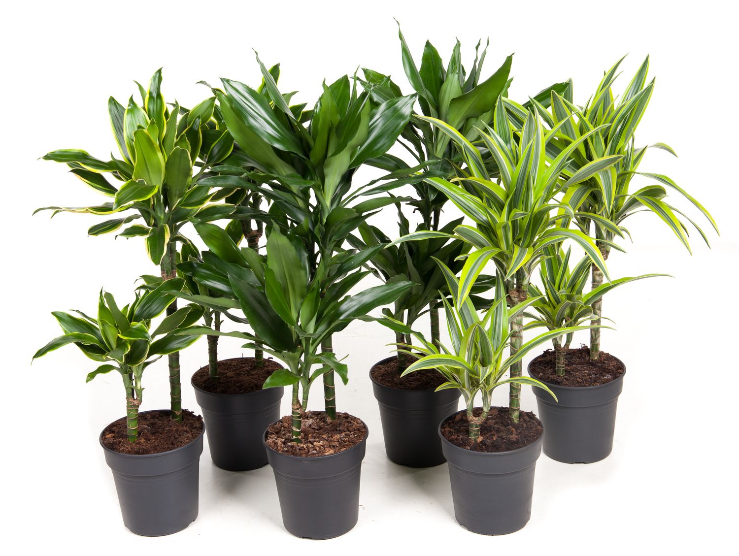 Dracaena MIX  Plant Wholesale FlorAccess