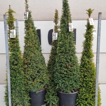 Taxus baccata