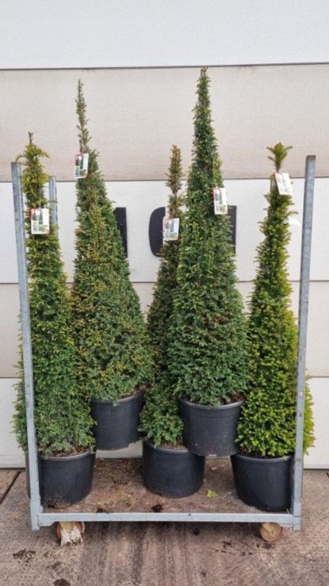 Taxus baccata
