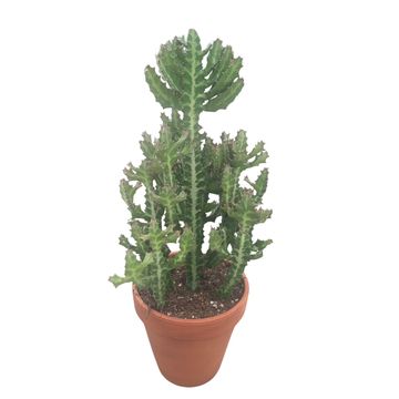 Euphorbia lactea