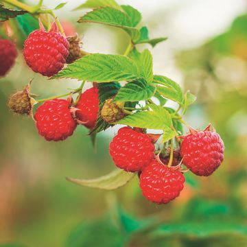 Rubus idaeus 'Heritage'