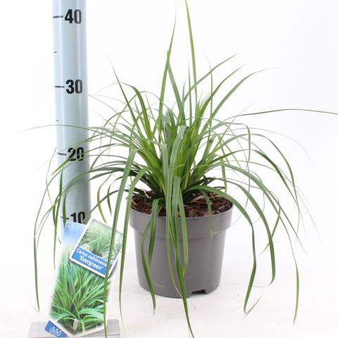 Carex oshimensis 'Evergreen'