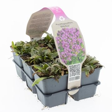 Prunella grandiflora