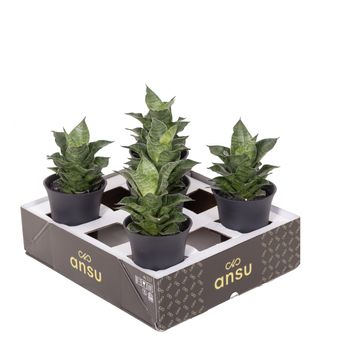 Sansevieria 'Star Mini Marble No.1'