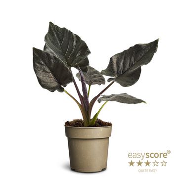 Alocasia 'Antoro Velvet'