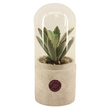 Arrangement Terrarium