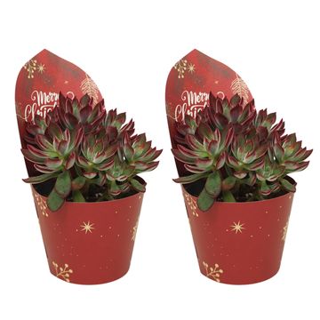 Echeveria pulvinata DEVOTION