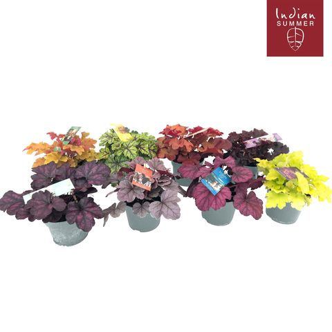 Heuchera INDIAN SUMMER MIX (Natuurlijk Hopmans)