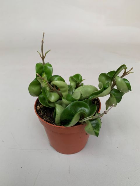Hoya carnosa 'Compacta'