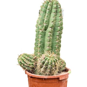 Echinopsis atacamensis pasacana