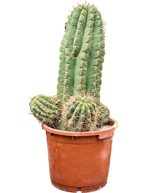 Echinopsis atacamensis pasacana