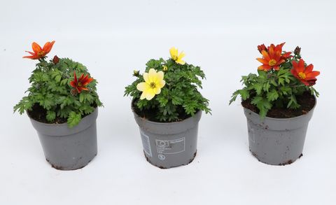 Bidens ferulifolia MIX