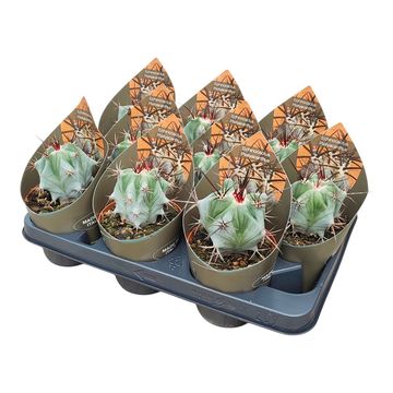 Echinocactus platyacanthus