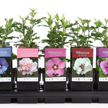 Hibiscus syriacus MIX