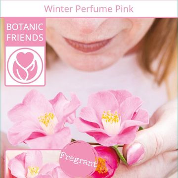 Camellia japonica 'Winter Perfume Pink'