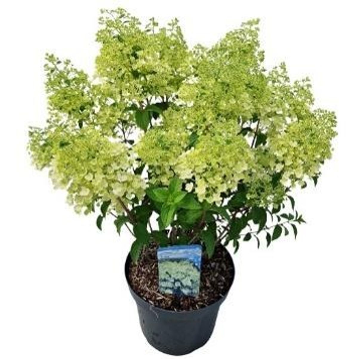 Hydrangea paniculata BOBO — Plant Wholesale FlorAccess