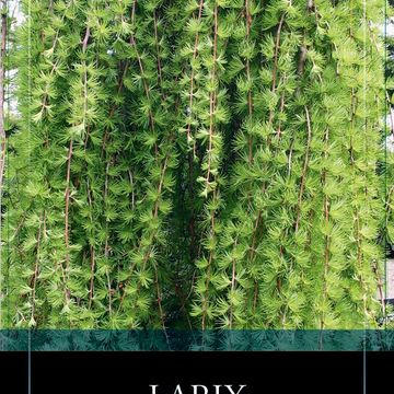Larix kaempferi 'Stiff Weeper'