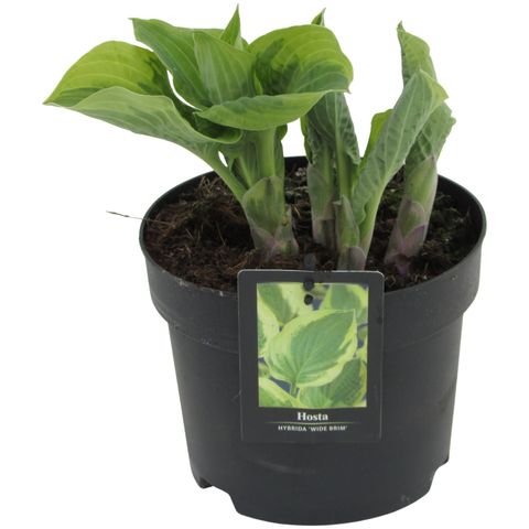 Hosta 'Wide Brim'