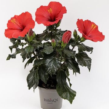 Hibiscus rosa-sinensis 'Afrodite'