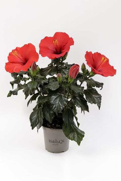 Hibiscus rosa-sinensis 'Afrodite'