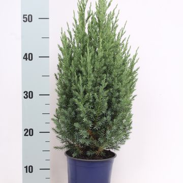 Juniperus chinensis 'Stricta'