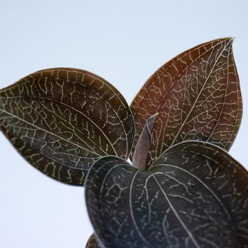 Anoectochilus burmannicus