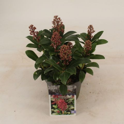 Skimmia japonica 'Celebrations'