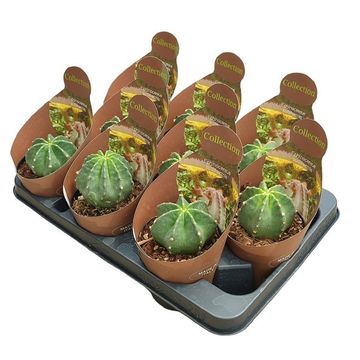 Echinocereus subinermis