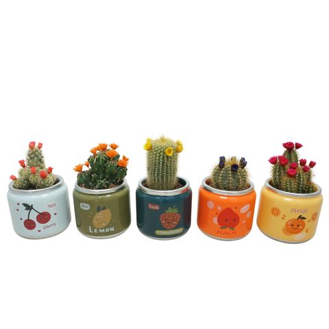 Cactus MIX IN POT