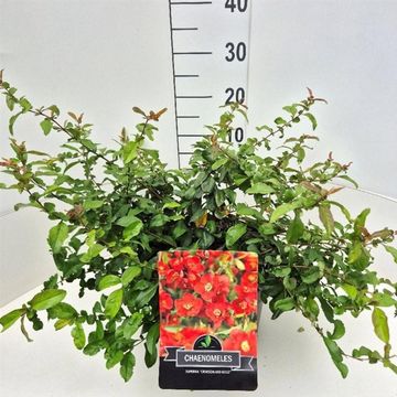 Chaenomeles x superba 'Crimson and Gold'