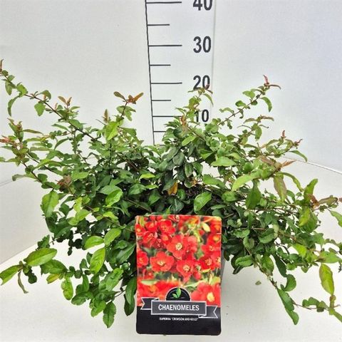 Chaenomeles x superba 'Crimson and Gold'