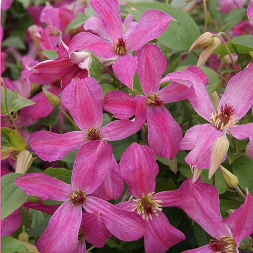 Clematis WONDERFUL (Vt)