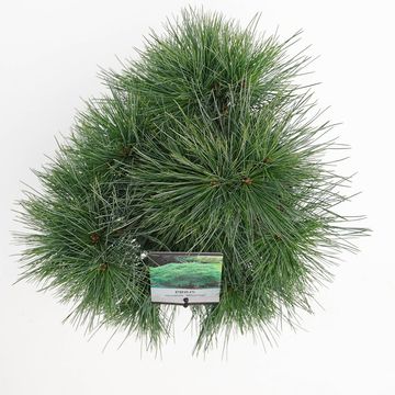 Pinus strobus 'Minima'