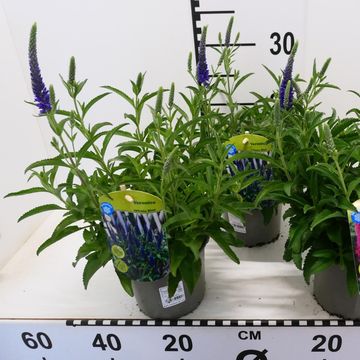 Veronica spicata MIX