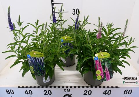 Veronica spicata MIX