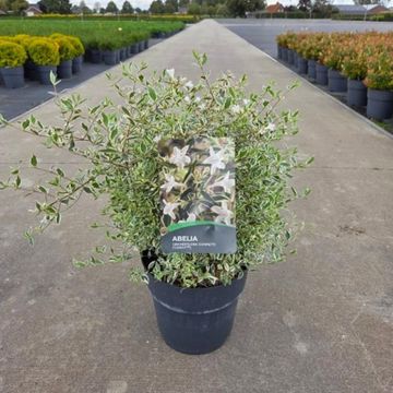 Abelia x grandiflora CONFETTI