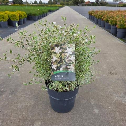 Abelia x grandiflora CONFETTI